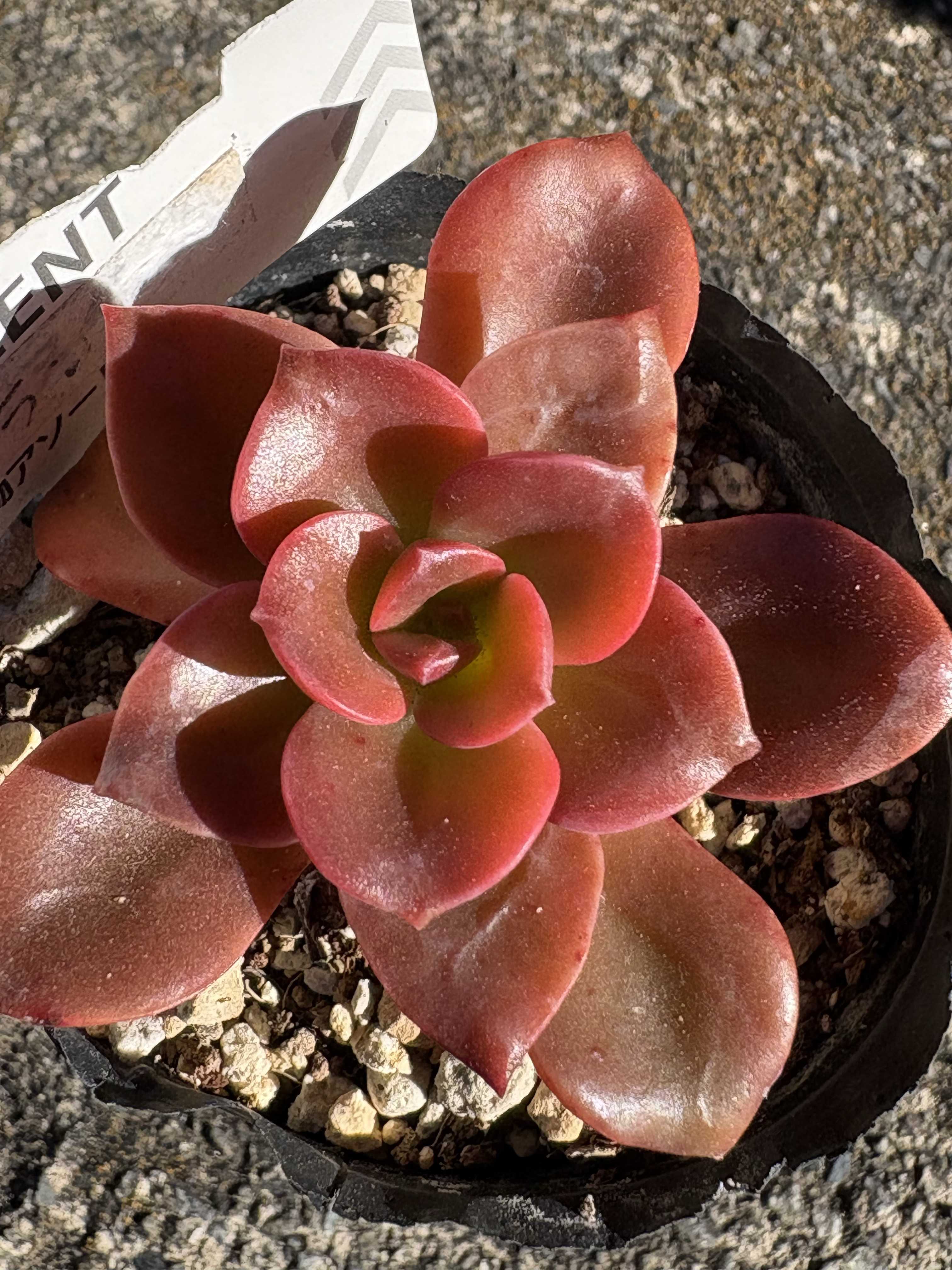 メラコの育て方｜ロゼット状の葉をもつ多肉植物！季節で変わる水やりと