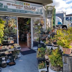 多肉植物,ウラボシ科,ビカクシダ属,食中植物,塊根の画像