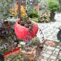 センペルビウム,多肉植物,ガーデニング,センペルビウムの寄せ植え,吊り下げ鉢の画像