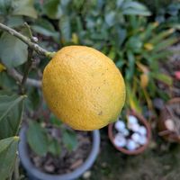 レモン,天草市,家庭菜園,庭の画像