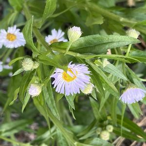 ヒメジオン,かわいい雑草,꒰ღ˘◡˘ற꒱かわゅ~,植物中毒,お花は癒しの画像