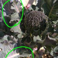 ブロッコリー,ブロッコリー,鳥の被害,バルコニー/ベランダ,家庭菜園の画像