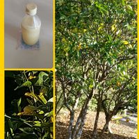 柚子,我が家の畑,今日のお花,ニャンニャン祭り,人との繋がりに感謝✨の画像