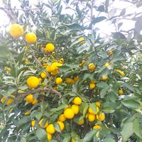 家庭菜園の画像