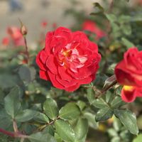 バラ,お出かけの画像