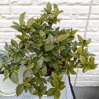 クチナシ,今日の一枚,おうち園芸の画像