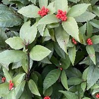 センリョウ,ノイバラ,マンリョウ,コウヤボウキ,山歩き、街歩きの画像