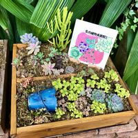 多肉植物寄せ植え,いつもありがとう♡,多肉大好き(*´︶`*)❤︎,繋がりに感謝✨,優しい思いの画像