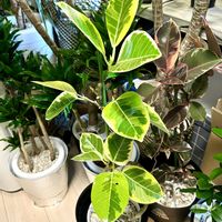 フィカス　ウンベラータ,フィカス・アルテシマ,フィカス ルビー,フィカス,フィカス ベンガレンシスの画像