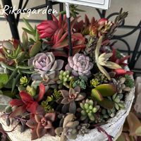 セダム,セダム,ルビーネックレス,ルビーネックレス,ルビーネックレスの画像