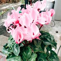 シクラメン,ガーデンシクラメン,シクラメン 森の妖精,シクラメン あげは,シクラメン  僕らに愛をの画像