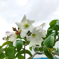 ボーモンティア,開花,沖縄,畑仕事の画像