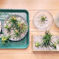 チランジア,イオナンタ,イオナンタ,カプトメデューサエ,カピタータの画像