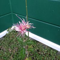 キク,天女花絵,大菊　天女花絵,今季お迎え,小さな庭の画像