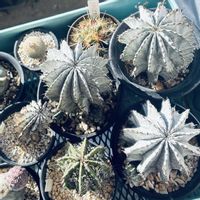 スノーフレーク,ユーフォルビア属,月世界,ゲオメトリクス,アストロフィツム属の画像