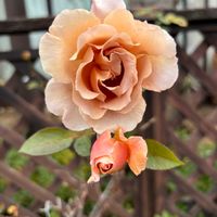 キク,キク,バラ,ダイヤモンドリリー,ミニ水仙テータテートの画像