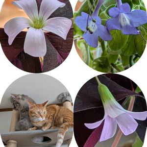 室内,癒し,花のある暮らし,綺麗,大好きな色の画像