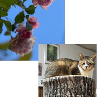 フェリシア,アル君,ローブドゥアントワネットロココ,彩翠華,かわいいな♡の画像