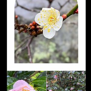 茶花,超古民家と庭,里地里山,おうち園芸,広い庭の画像