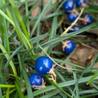 りゅうのひげ,リュウノヒゲ,グランドカバー,緑のある暮らし,龍の髭の画像