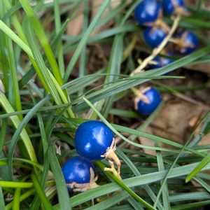 りゅうのひげ,リュウノヒゲ,グランドカバー,緑のある暮らし,龍の髭の画像