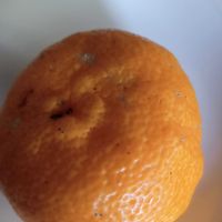 オキザリス,柚子,かぼちゃ,今日のお花,東北人花の会の画像