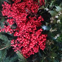 ナンテン,ヒイラギ,ドイツトウヒ,ヒイラギモクセイ,花が好きの画像