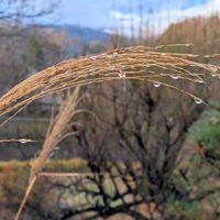 キク,ススキ,ナンテン,ユキヤナギ,小菊の画像