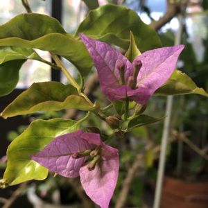 ブーゲンビリア,部屋の画像