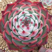 ハオルチア,ハオルシア,多肉植物,エケベリア属,ハオルチア属の画像