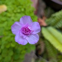 オキザリスの画像