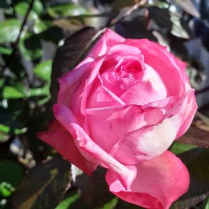 ローラ,ハンス ゲーネバイン,バラ シャリマー,手作りの庭,バラ大好きの画像