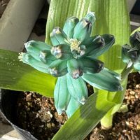 ラケナリア,エメラルドグリーン,ラケナリア　ビリディフローラ,ビリディフローラ,多肉棚の画像