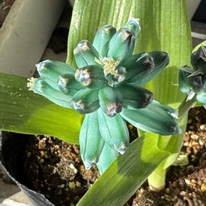 ラケナリア,エメラルドグリーン,ラケナリア　ビリディフローラ,ビリディフローラ,多肉棚の画像