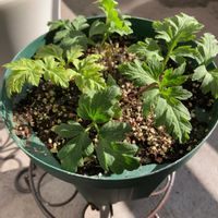 アネモネ,アネモネ,クリスマスローズ,クリスマスローズ,チューリップの画像