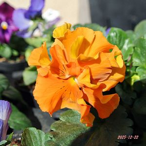 パンジー,花びら,ビオラ・パンジー,種まきから育てる,蕾 つぼみの画像