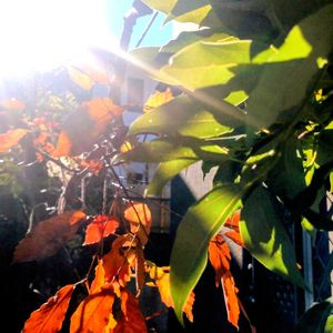 小さな庭,アプローチ,玄関アプローチの画像