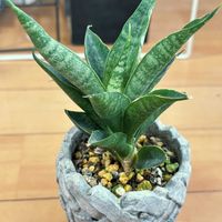 サンスベリア・ダークマライカ,観葉植物,アパートの画像