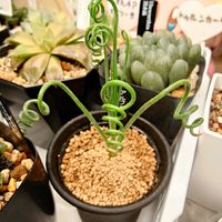 アルブカ スピラリス,アルブカ スピラリス,多肉植物,観葉植物,多肉ちゃんの画像