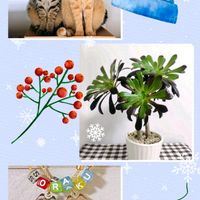 黒法師,ねこ,多肉植物,可愛い,アエオニウム属の画像