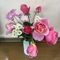 キク,キク,バラ,バラ,ランチの画像