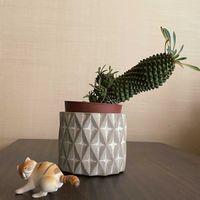 ミント,ソテツキリン,シバ,水草(不明),グリーンのある暮らしの画像