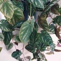 シッサス ディスカラー,観葉植物,インドアグリーン,葉っぱ好き,みどりのある暮らしの画像