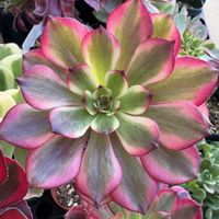 キウイ,夕映え,夕映え,アエオニウム キウイ,アエオニウム キウイの画像