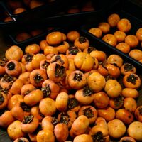 柿の木,カキ,柿の実,柿,おすそ分けの画像