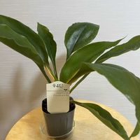 クロロフィツム プリンセスメイプル,観葉植物,緑のある暮らし,PR,植物大好きの画像