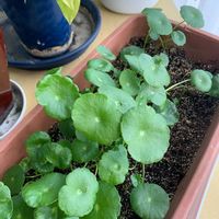 ウォーターマッシュルームの画像