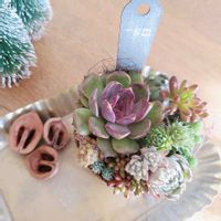 多肉植物,紅葉する多肉,多肉寄せ植え,多肉植物のある暮らし,ヒアリナhybXブラッディマリアの画像