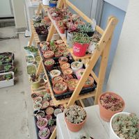 多肉植物,初心者,置き場所,ベランダの画像