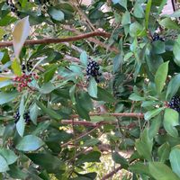 ヒサカキの画像